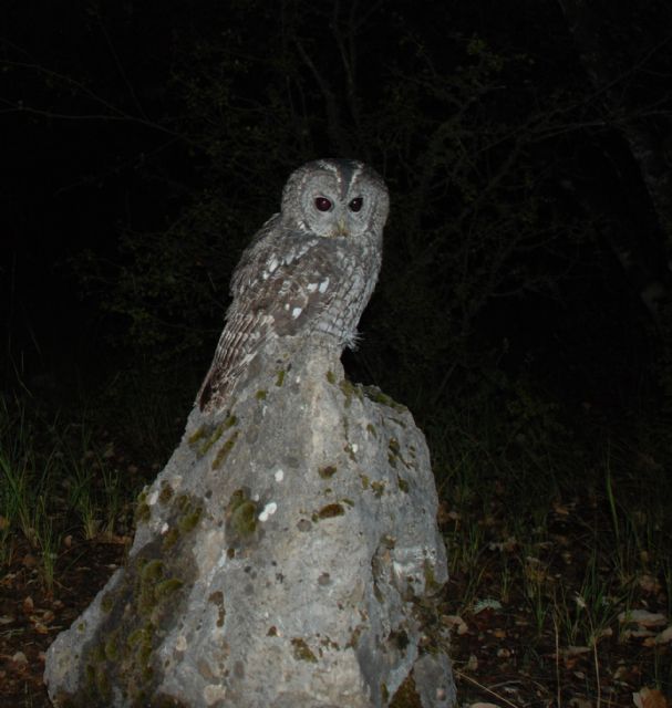 Se incrementa la presencia del cárabo en El Valle-Carrascoy pese a que no es una zona común para que se establezca esta especie - 1, Foto 1