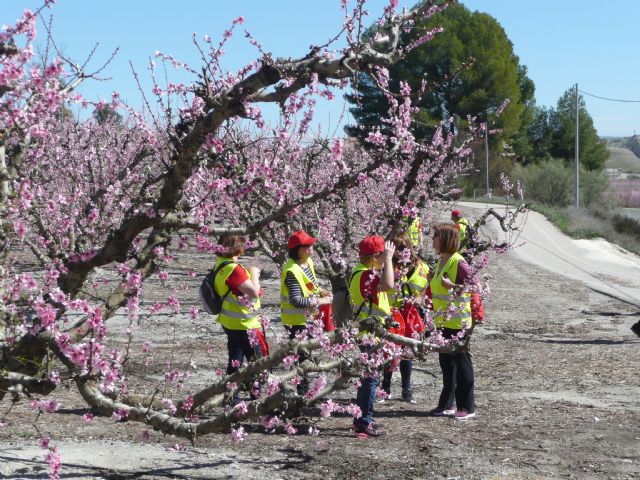 Más de 150 participantes de los Grupo 4-40 visitaron este sábado la floración de Cieza con motivo del VI encuentro que organiza el Servicio de Salud - 1, Foto 1