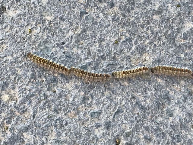 Ahora Murcia: Vecinos del campo de Murcia llevan 3 años denunciando la proliferación de procesionaria, que se ha hecho insostenible los últimos meses - 1, Foto 1