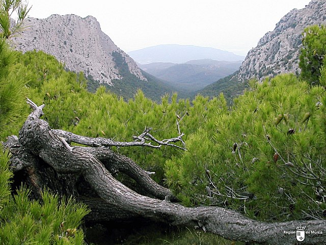 Parque Regional de Sierra Espuña: Trabajos de gestión forestal para rejuvenecimiento del bosque, Foto 2