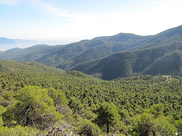 Parque Regional de Sierra Espuña: Trabajos de gestión forestal para rejuvenecimiento del bosque, Foto 3