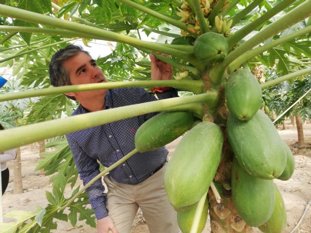 Mazarrón alberga la sede de la empresa líder de producción de papayas a nivel europeo - 1, Foto 1