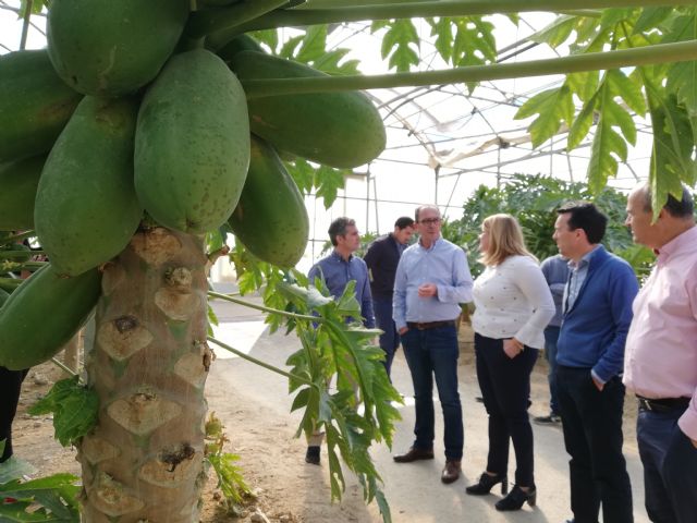 Mazarrón alberga la sede de la empresa líder de producción de papayas a nivel europeo - 2, Foto 2