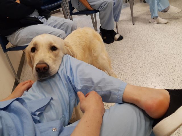 Purina refuerza su compromiso con la niñez a través de intervenciones con perros en hospitales para mejorar su salud física, mental y emocional - 2, Foto 2