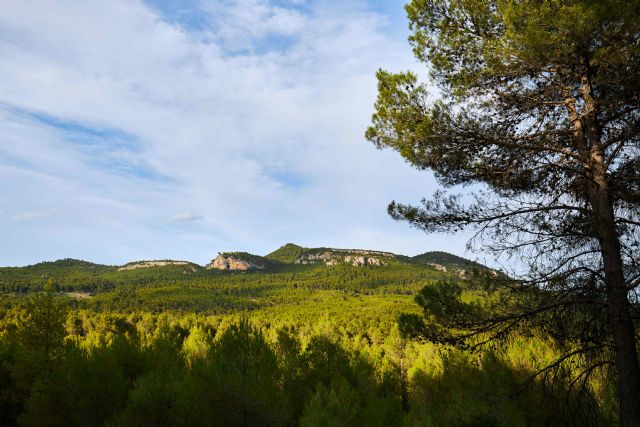 Mejorarán la biodiversidad de dos masas forestales ubicadas en el interior del Parque Regional de la Sierra de El Carche - 1, Foto 1