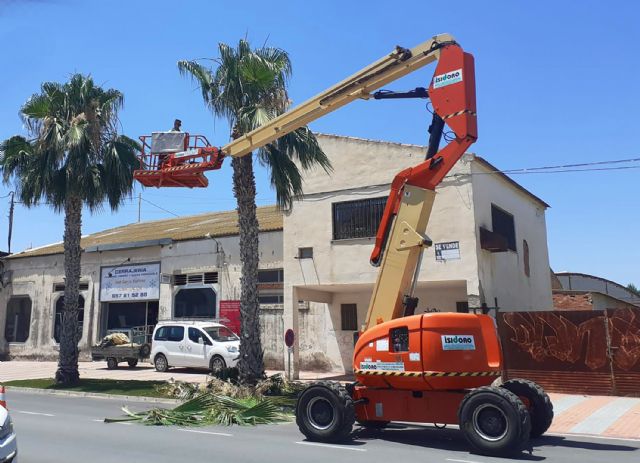 Comienza la poda pre-verano de las palmeras del municipio - 4, Foto 4