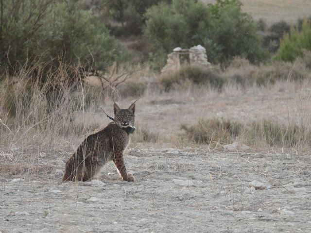 Muere uno de los ocho linces reintroducidos con el programa Life Lynxconnect - 1, Foto 1