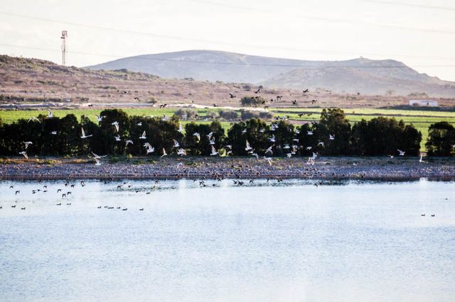 El Ministerio incluye las lagunas de Cabezo Beaza en un inventario nacional de humedales - 1, Foto 1