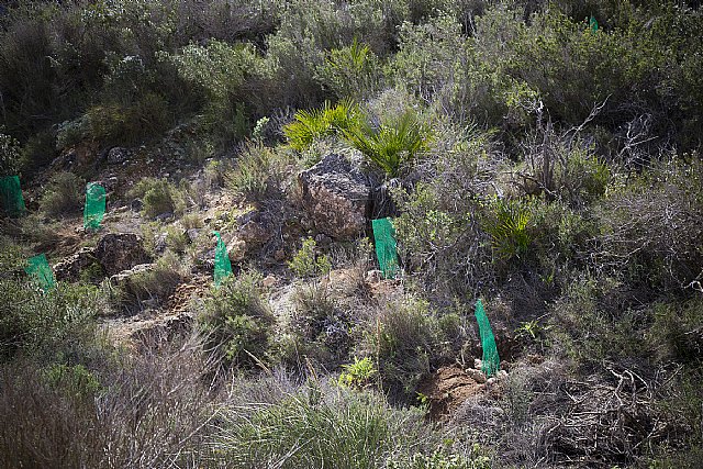 ARBA Cartagena presenta su ‘Trinchera verde’, una barrera de lucha contra la desertización y de conservación de la biodiversidad - 3, Foto 3