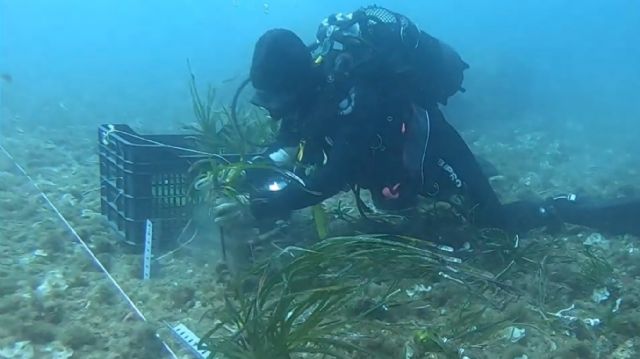 El Puerto de Cartagena trabaja para crear el primer bosque marino de posidonia oceánica en aguas portuarias - 1, Foto 1