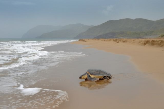 Medio Ambiente detecta indicios de nidificación de tortuga boba en las playas del parque regional de Calblanque - 1, Foto 1