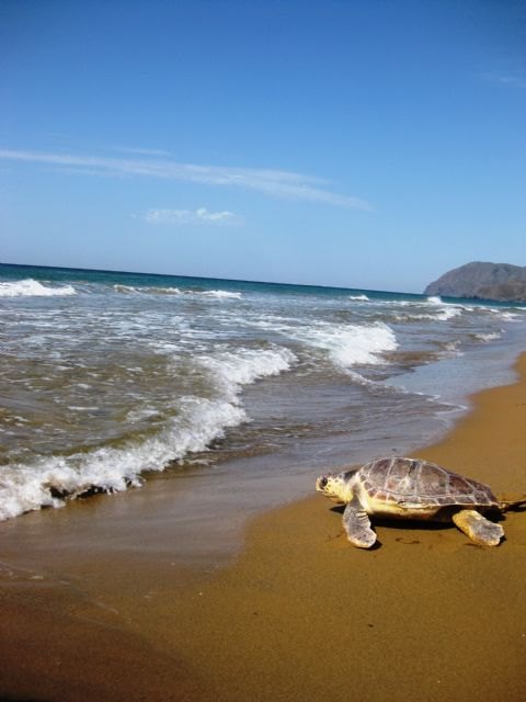 Medio Ambiente detecta indicios de nidificación de tortuga boba en las playas del parque regional de Calblanque - 2, Foto 2