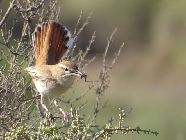 AMACOPE de Águilas denuncia la salvaje alteración del paisaje natural protegido de Cuatro Calas - 1, Foto 1