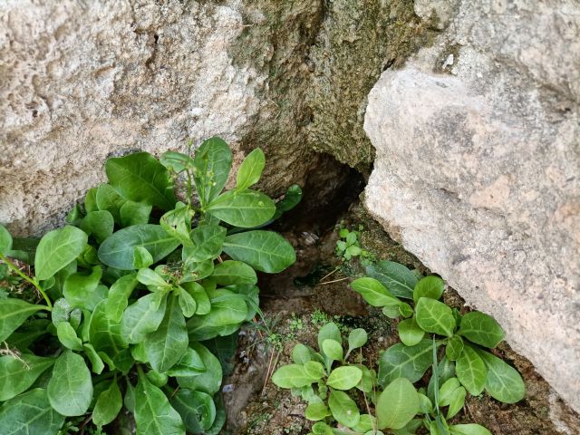 Huermur alerta de preocupantes filtraciones y pérdidas de agua en el acueducto BIC de la Rueda de La Ñora - 4, Foto 4