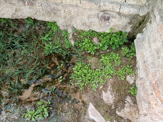 Huermur alerta de preocupantes filtraciones y pérdidas de agua en el acueducto BIC de la Rueda de La Ñora - 5, Foto 5