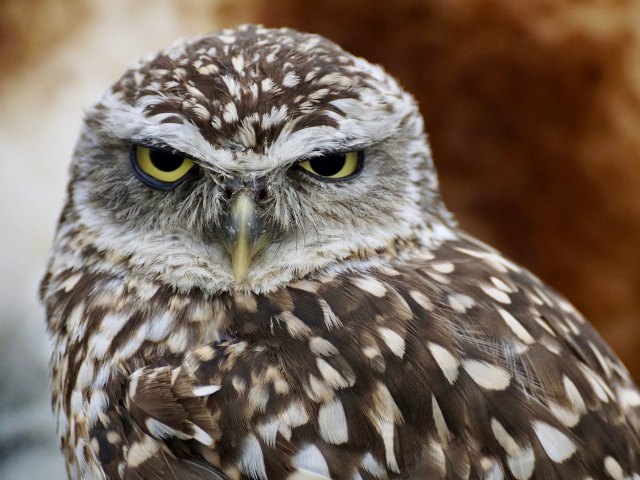 Estudian la presencia y distribución de aves nocturnas en el Parque regional de Carrascoy y El Valle - 1, Foto 1