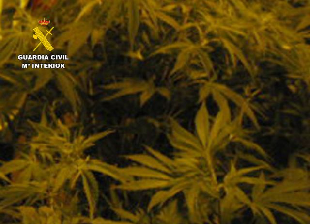 La Guardia Civil desmantela en Alhama de Murcia un grupo delictivo que cultivaba marihuana, Foto 2