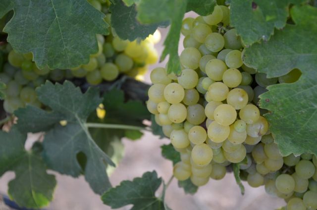 Elaboran vinos experimentales en Cartagena, Jumilla y Yecla con viñas sombreadas por paneles solares - 1, Foto 1