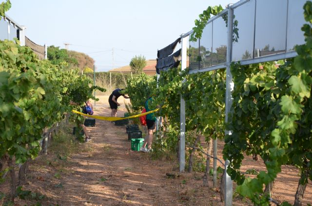 Elaboran vinos experimentales en Cartagena, Jumilla y Yecla con viñas sombreadas por paneles solares - 3, Foto 3