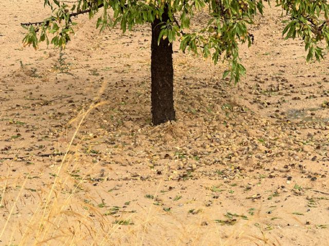 El Gobierno regional trabaja en la evaluación de los daños en cultivos por las tormentas del pasado lunes El Gobierno regional trabaja en la evaluación de los daños en cultivos por las tormentas del pasado lunes