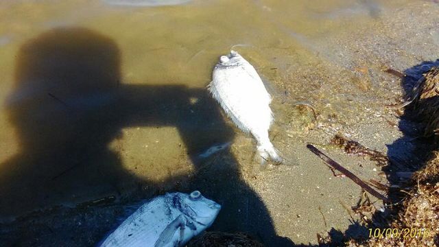 Escrito enviado a la consejera de Agua, Agricultura y Medio Ambiente, solicitando resultados análisis que se están haciendo a las aguas del Mar Menor - 1, Foto 1