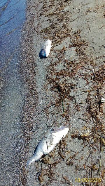 Escrito enviado a la consejera de Agua, Agricultura y Medio Ambiente, solicitando resultados análisis que se están haciendo a las aguas del Mar Menor - 2, Foto 2