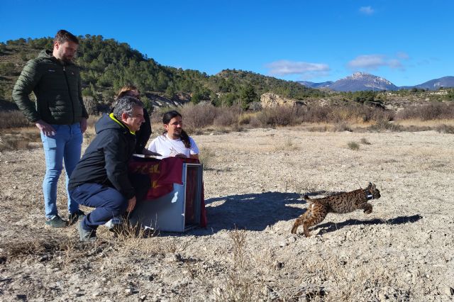 La Comunidad abre a consulta pública el proyecto de Decreto de desarrollo del Plan Regional de Recuperación del Lince Ibérico - 1, Foto 1