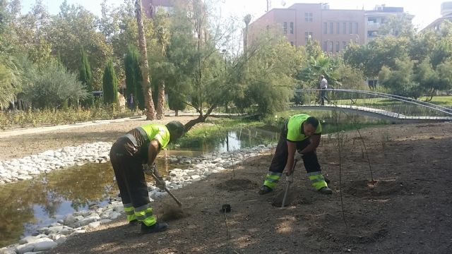 El Servicio de Parques y Jardines planta más de 5.000 ejemplares de rivera y palustre en la ría del Jardín de la Seda - 1, Foto 1