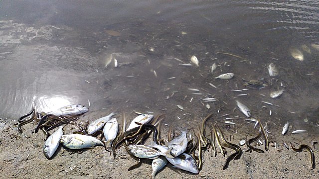 Ciudadanos pondrá en marcha comisiones especiales sobre el Mar Menor en el Congreso y el Senado - 1, Foto 1