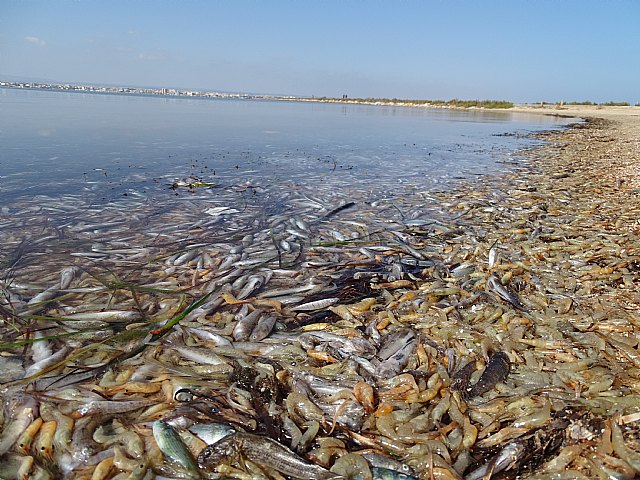 Podemos lamenta que dos años después de la anoxia de 2019 el gobierno regional siga bloqueando la regeneración del Mar Menor - 1, Foto 1