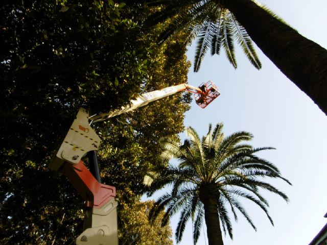 Parques y Jardines revisa, rama a rama, los ficus del Jardín de Floridablanca - 1, Foto 1