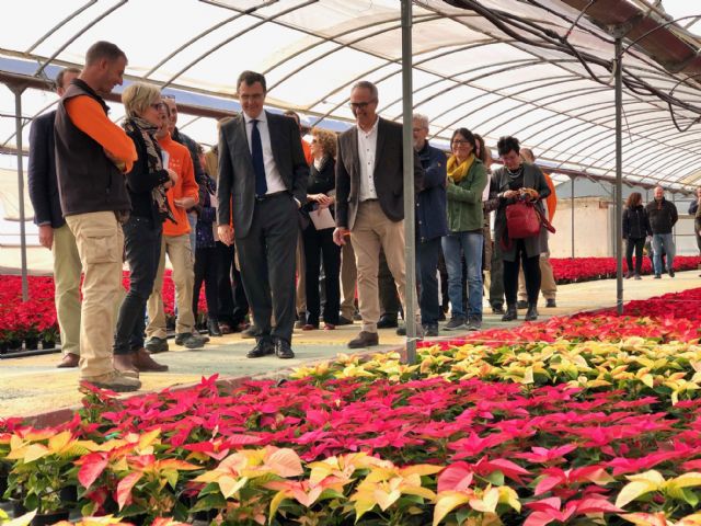 30.000 flores de pascua, cultivadas por personas con discapacidad, llevarán la Navidad a jardines de barrios y pedanías - 1, Foto 1