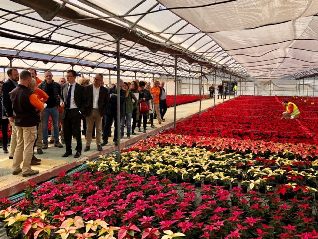 30.000 flores de pascua, cultivadas por personas con discapacidad, llevarán la Navidad a jardines de barrios y pedanías - 2, Foto 2