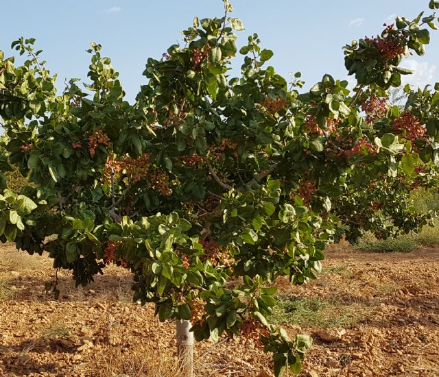 Agricultura destaca el afianzamiento del cultivo del pistacho y la necesidad de aumentar la producción ecológica, su comercialización y divulgación - 1, Foto 1