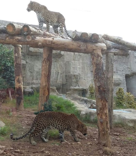 Terra Natura Murcia incorpora dos leopardos como parte del programa europeo de protección de animales en peligro de extinción - 1, Foto 1