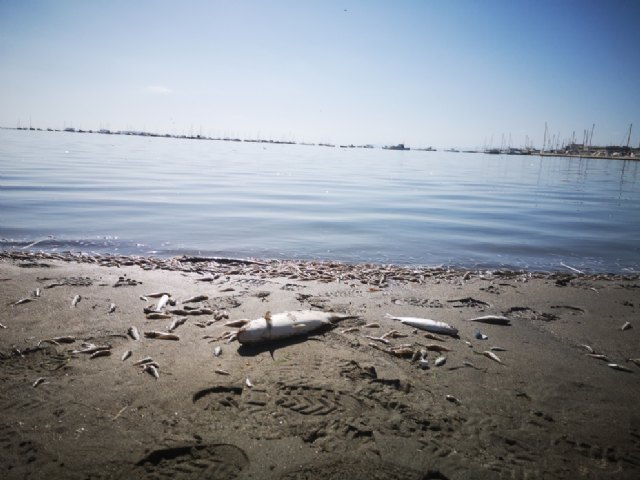 Ecologistas en Acción aportará información complementaria al Convenio de Barcelona en su queja sobre el Mar Menor - 2, Foto 2