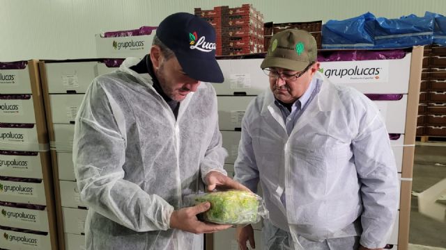 La Región de Murcia exporta por primera vez escarola y lechuga en avión para los mercados de Estados Unidos - 1, Foto 1