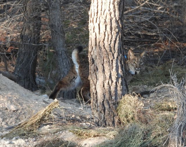 La Comunidad organiza en Lorca la entrega anual de distinciones a la Conservación del Lince Ibérico - 1, Foto 1