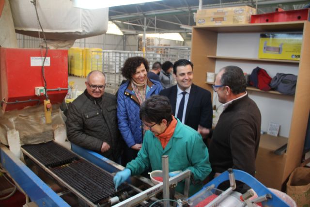 La alcaldesa y el director general del SEF visitan la empresa agrícola PlantiAgro que genera un centenar de empleos al año - 1, Foto 1