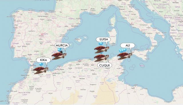 Las tortugas bobas liberadas tras ser tratadas en el Centro de Recuperación de Fauna Silvestre llegan a Sicilia, Marruecos y Túnez - 1, Foto 1