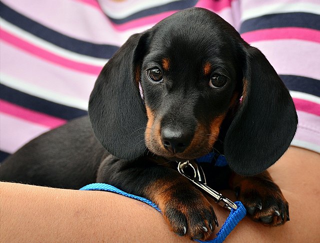 Tener un perro puede reducir un 24% la posibilidad de sufrir una muerte prematura - 1, Foto 1