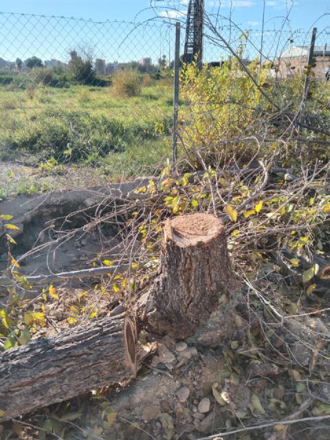 Indignación en Espinardo ante el inicio de la tala de árboles en Teniente Montesinos - 2, Foto 2