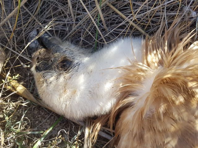 Exigen al gobierno de López Miras que tome medidas para evitar más muertes de buitres leonados por los tendidos eléctricos - 1, Foto 1