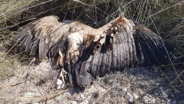 Exigen al gobierno de López Miras que tome medidas para evitar más muertes de buitres leonados por los tendidos eléctricos - 2, Foto 2