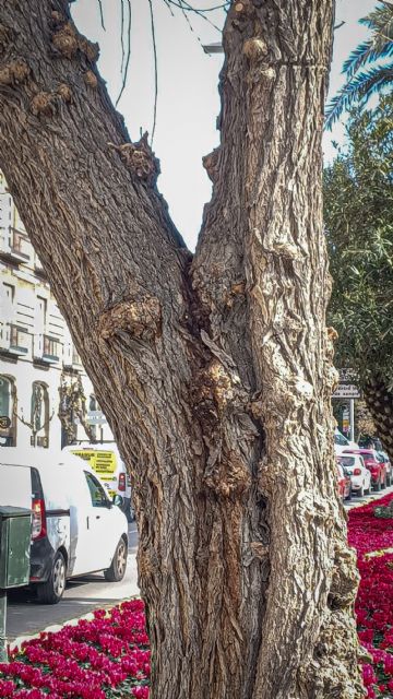 Un informe técnico obliga a sustituir una morera en el Plano de San Francisco por riesgo de caída - 2, Foto 2