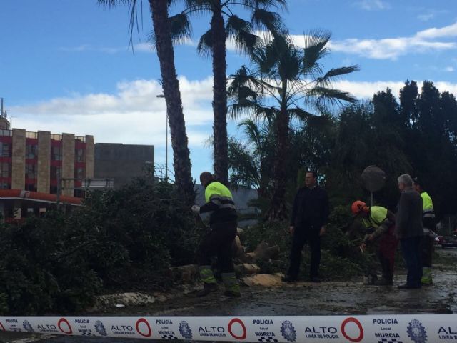 El fuerte viento provoca la caída de 35 árboles que serán repuestos lo antes posible - 3, Foto 3