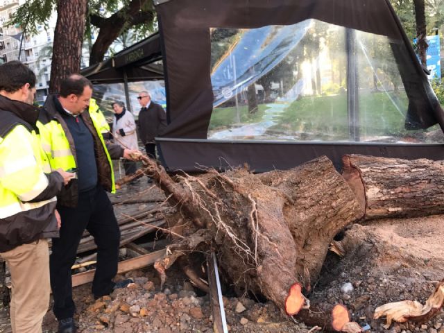 El fuerte viento provoca la caída de 35 árboles que serán repuestos lo antes posible - 4, Foto 4