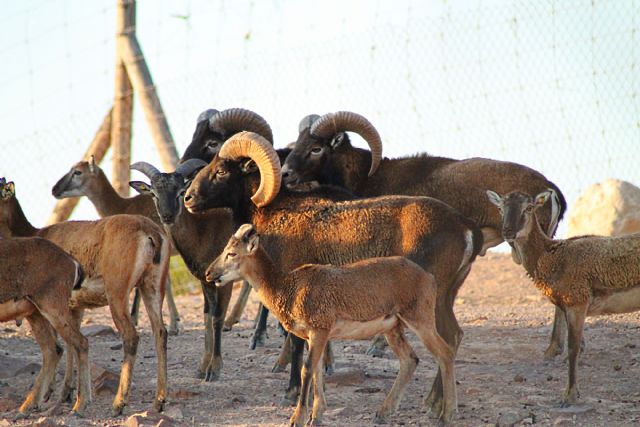 Cinco crías de muflón nacen en Terra Natura Murcia - 1, Foto 1