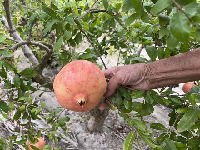 La granada mollar de Elche abre el plazo para inscribir los cultivos de los agricultores en la Denominación de Origen - 1, Foto 1