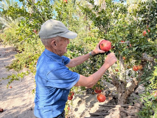 La granada mollar de Elche abre el plazo para inscribir los cultivos de los agricultores en la Denominación de Origen - 2, Foto 2